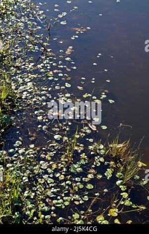 Plantes aquatiques (Nymphoides indica) sur le lac Banque D'Images