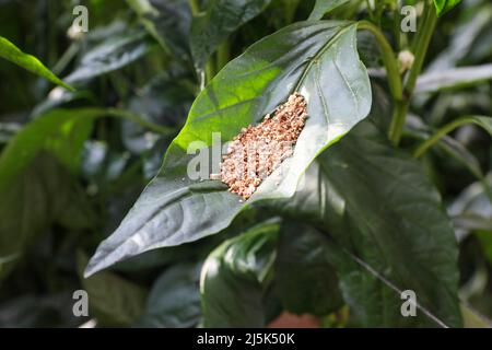 Pesticides biologiques dans l'agriculture en utilisant de minuscules insectes. Lutte antiparasitaire intégrée. Banque D'Images