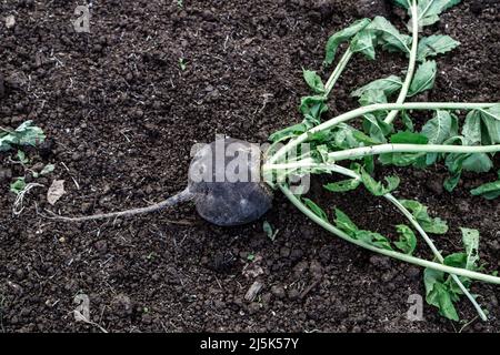 le navet noir frais se trouve dans le jardin Banque D'Images