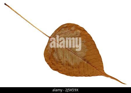 Feuille de figue sacrée sèche (Ficus religiosa) isolée sur fond blanc Banque D'Images