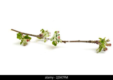 fleur non ouverte , fleur de pomme sur fond blanc en studio. Banque D'Images