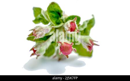 fleur non ouverte , fleur de pomme sur fond blanc en studio. Banque D'Images