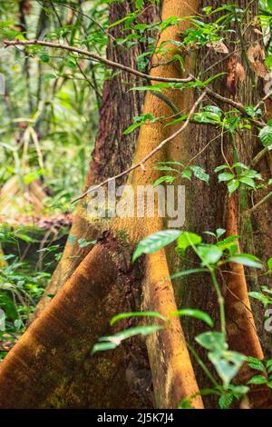 Ceiba pentandra (arbre de Kapok) dans la forêt tropicale humide du Suriname. Banque D'Images