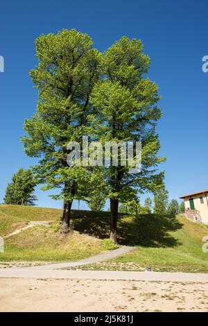 Beaux grands arbres verts dans un parc public en été sur un pré vert, Lucca centre-ville, Toscane, Italie, Europe. Banque D'Images