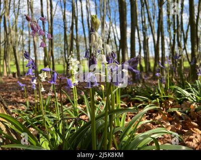 Bluebell Flowers dans Woodland Banque D'Images