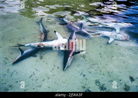 Requins catchés morts dans le lagon d'une île d'origine, requin soyeux (Carcharhinus falciformis), Maldives, océan Indien, Asie Banque D'Images