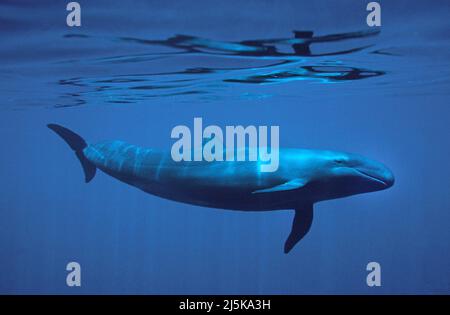 Baleine à tête de Melone (Peponocephala electra), en eau bleue, Maldives, océan Indien, Asie Banque D'Images