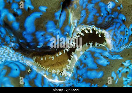 Détail d'un palourdes géantes bleues (Tridacna maxima), Maldives, océan Indien, Asie Banque D'Images