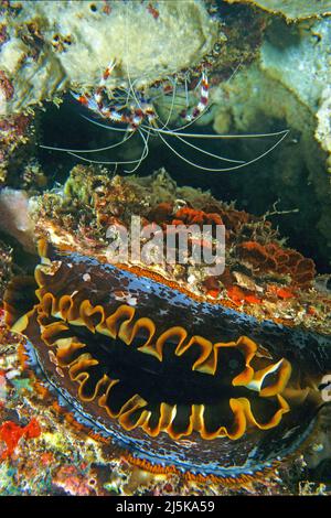 Crevettes de Corail baguées ou crevettes de cabule bandées (Stenopus hispidus) au-dessus d'un huître épineux ou d'un huître à épines variables géantes (Spondylus varius), Maldives Banque D'Images