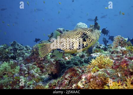 Puffeur étoilé ou pufferfish étoilé (Arothron stellatus), nageant dans un récif de corail, Maldives, Océan Indien, Asie Banque D'Images