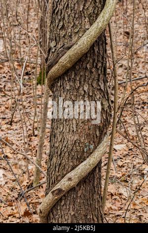 Le doux-amer oriental, Celastrus orbiculatus, une vigne envahissante qui tourne vers la canopée forestière, Woodland Park et la réserve naturelle, Battle Creek, Michigan Banque D'Images