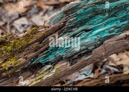 Le champignon de la coloration bleue, Chlorociboria aeruginascens, sur le bois pourri d'une bûche déchue dans Woodland Park and nature Preserve, Battle Creek, Michigan, États-Unis Banque D'Images