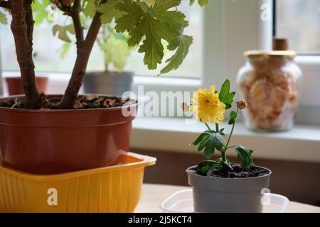 La fleur jaune de la plantule de Chrysanthemum pousse dans un pot à fleurs en plastique. Jeune plante à fleurs entre d'autres plantes de maison sur une table dans un plat à Banque D'Images