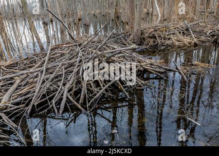 Un castor nord-américain, Castor canadensis, loge et barrage soutient l'eau d'un ruisseau dans Woodland Park and Preserve, Battle Creek, Michigan, États-Unis Banque D'Images