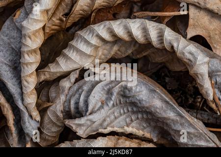 Beech américain déchu, Fagus grandifolia, feuilles dans la réserve biologique Ott, comté de Calhoun, Michigan, États-Unis Banque D'Images