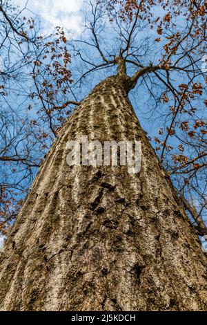 Chêne rouge du nord, Quercus rubra, croissant dans une forêt de chênes-hickory dans la réserve biologique Ott, comté de Calhoun, Michigan, États-Unis Banque D'Images