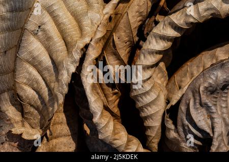 Beech américain déchu, Fagus grandifolia, feuilles dans la réserve biologique Ott, comté de Calhoun, Michigan, États-Unis Banque D'Images