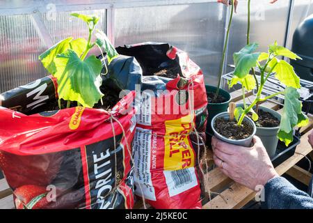 Femme plantant des plantes de concombre Marketmore dans un sac de culture coupé en deux et debout à la fin dans une serre. Banque D'Images