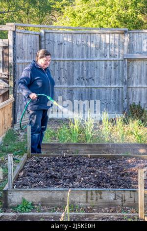 Femme arrosoir un potager avec un tuyau. Banque D'Images