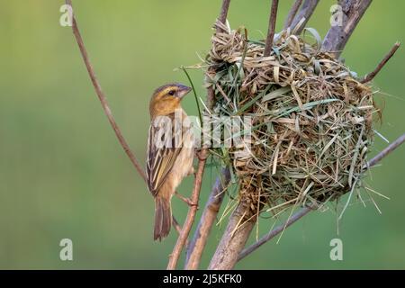 Image de la femelle baya weaver nichant sur fond de nature. Oiseau. Animaux. Banque D'Images