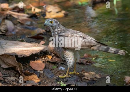 Image de l'oiseau de Shikra ( Accipiter badius) sur fond de nature. Animaux. Banque D'Images