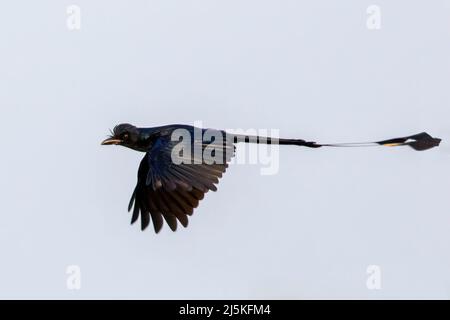 Image du Grand Drongo à queue de Racquet ( Dicrurus paradiseus) volant dans le ciel. Oiseau. Animaux. Banque D'Images