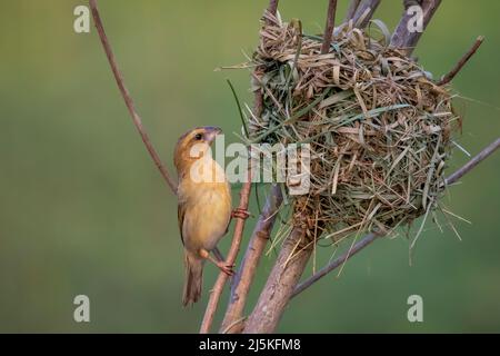 Image de la femelle baya weaver nichant sur fond de nature. Oiseau. Animaux. Banque D'Images