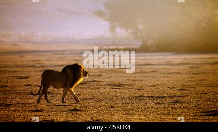 Majestueux lion africain mâle marchant et rugissant à l'aube 'çin Kgalagadi parc transfrontier, Afrique du Sud; famille de Felidae espèce panthera leo Banque D'Images