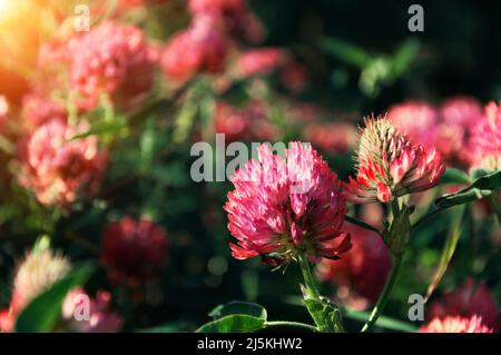 Fleurs de trèfle fraîches le jour ensoleillé de l'été Banque D'Images