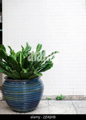 Les feuilles vertes en céramique bleue, pot de plantes en faïence sur carreaux de pierre décoration de sol devant le mur de mosaïque blanche avec Copy spa Banque D'Images