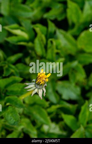 une seule fleur de pissenlit encore presque fermée sur un fond vert flou Banque D'Images