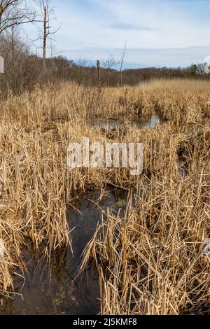 Milieu humide avec catadiums au début du printemps dans la réserve biologique d'Ott, comté de Calhoun, Michigan, États-Unis Banque D'Images