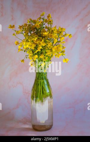 Bouquet de tasses de beurre jaune, Ranunculus acris, fleurs sauvages dans une bouteille de verre sur fond rose Banque D'Images