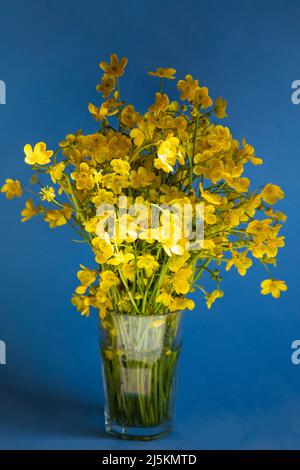 Bouquet de tasses de beurre jaune, Ranunculus acris, fleurs sauvages dans un verre sur fond bleu Banque D'Images