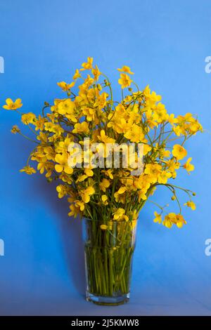 Bouquet de tasses de beurre jaune, Ranunculus acris, fleurs sauvages dans un verre sur fond bleu Banque D'Images