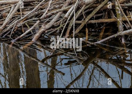 Un barrage de Castor canadensis, un castor nord-américain, soutient l'eau d'un ruisseau dans Woodland Park and Preserve, Battle Creek, Michigan, États-Unis Banque D'Images