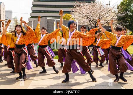 L'équipe japonaise de danseurs de Yosakoi dansant en tuniques yukata et tenant naruko, des trappeurs, en plein air au printemps Kyusyu Gassai festival à Kumamoto. Banque D'Images