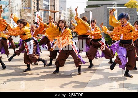 L'équipe japonaise de danseurs de Yosakoi dansant en tuniques yukata et tenant naruko, des trappeurs, en plein air au printemps Kyusyu Gassai festival à Kumamoto. Banque D'Images