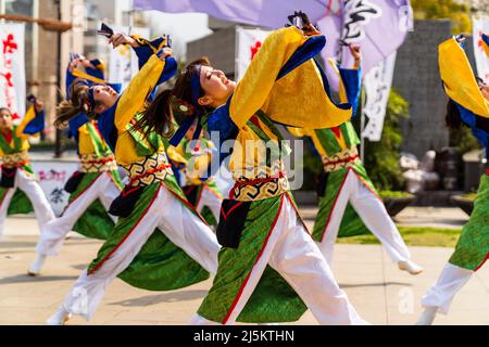 L'équipe japonaise de danseurs de Yosakoi dansant en tuniques yukata et tenant naruko, des trappeurs, en plein air au printemps Kyusyu Gassai festival à Kumamoto. Banque D'Images