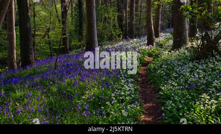 Chemin à travers les cloches et l'ail sauvage dans la forêt Banque D'Images