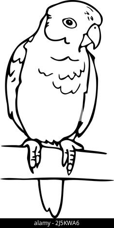 Illustration vectorielle d'oiseau de rivage noir et blanc. Perroquet dessiné à la main assis sur la branche. Illustration de Vecteur