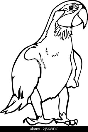 Illustration vectorielle de la macaw. Perroquet noir et blanc. Illustration de Vecteur