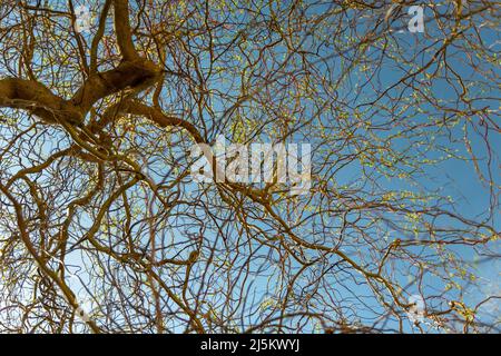 Des branches de babylone saule sur le fond du ciel Banque D'Images