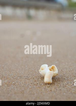 Un petit coquillage délicat en très gros plan sur les grains de sable qui composent la plage de Frinton-on-Sea. Banque D'Images