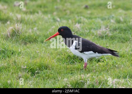 Élevage de l'oystercapcher européen (ostralegus haematopus) dans un pâturage brut Banque D'Images