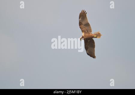 Harrier de marais femelle (Circus aeruginosus) en vol Banque D'Images