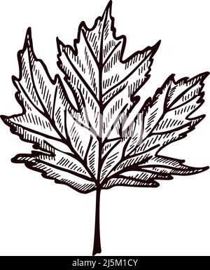 Érable à feuilles gravé sur fond blanc isolé. Feuillage botanique canadien vintage de style dessiné à la main. Dessin vectoriel pour poster, imprimer, livre Illustration de Vecteur