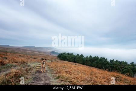 Vue plus inhabituelle de la lande d'Ilkley regardant à l'ouest de la lande et des pins de Rocky Valley avec une inversion de nuages de billonnement et un regard de chien offense Banque D'Images