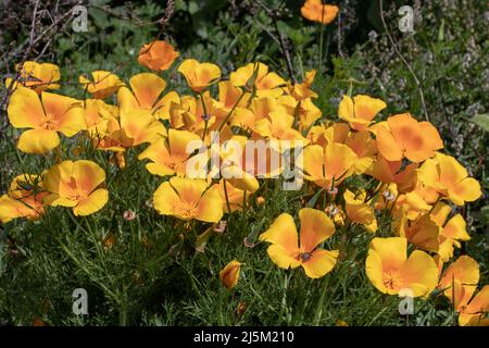 Eschscholzia californica, pavot de Californie, coquelicot doré, soleil de Californie ou une tasse de plantes à fleur d'or avec des fleurs jaune brillant Banque D'Images