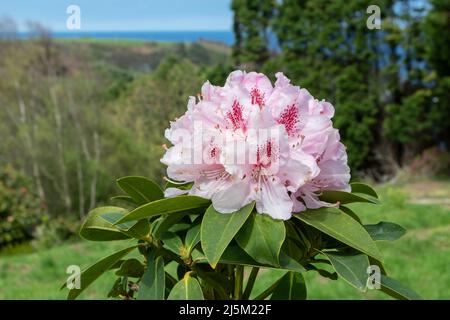 Rhododendron plante aux fleurs rose pâle dans le jardin ornemental en bord de mer Banque D'Images